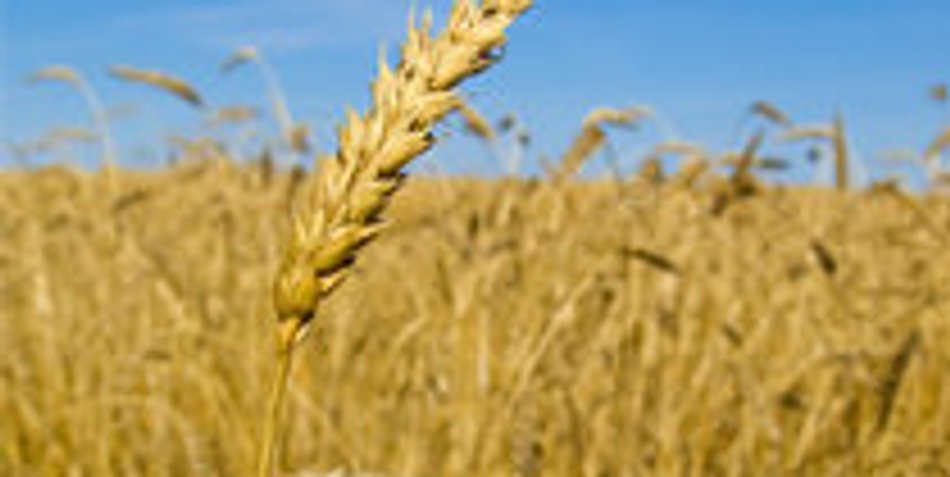 Glutenfreie Ernährung – Lebt man so gesünder? Glutenfreie Ernährung – Lebt man so gesünder?