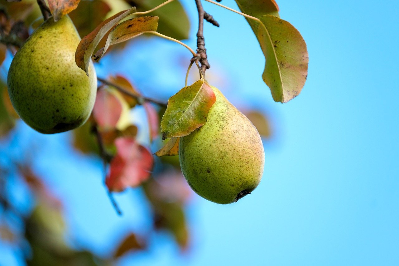 Birne am Birnenbaum Birne am Birnenbaum