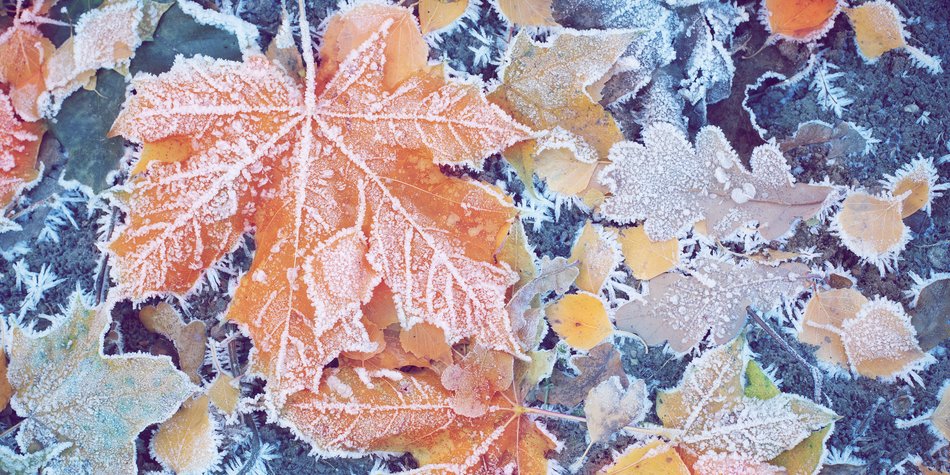 Wintereinbruch: Diese Woche soll der erste Schnee fallen! Wintereinbruch: Diese Woche soll der erste Schnee fallen!