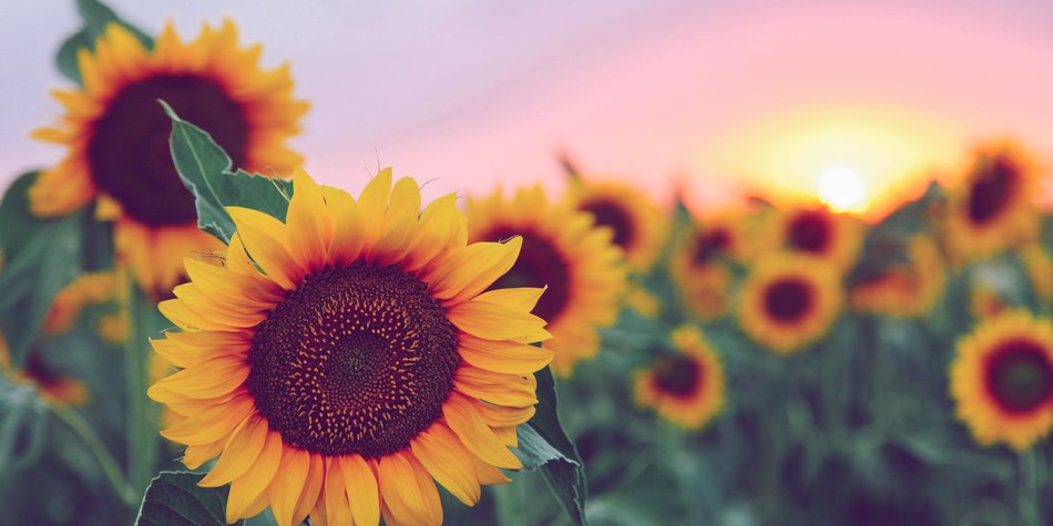 Wetter im September: Ist der Sommer doch nicht vorbei? Wetter im September: Ist der Sommer doch nicht vorbei?