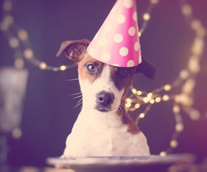Silvester mit Hund: 9 Tipps bei Angst vor Feuerwerk