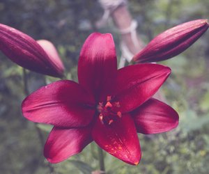 Amaryllis: Welche Bedeutung steckt hinter der Winterblume?