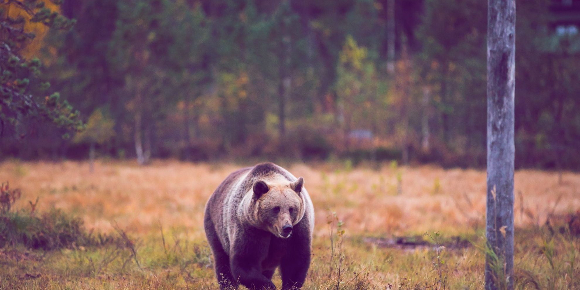 Würdest du allein im Wald lieber einem Mann oder einem Bären begegnen?