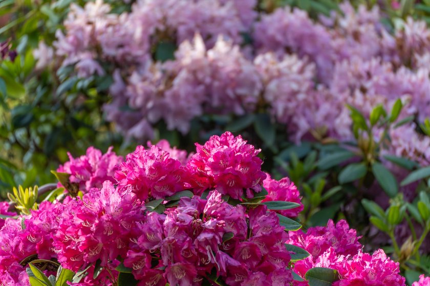 Rhododendron Rhododendron