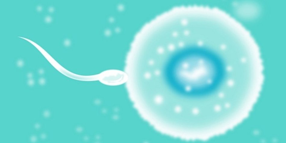 Eizellen- Spenden weiterhin verboten Eizellen- Spenden weiterhin verboten