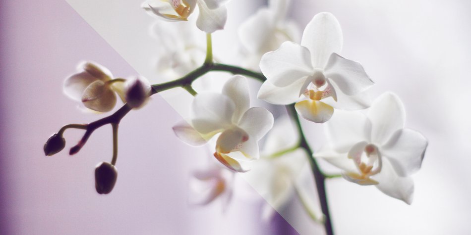 Orchidee Bedeutung: Das steckt hinter der Schönheit! Orchidee Bedeutung: Das steckt hinter der Schönheit!