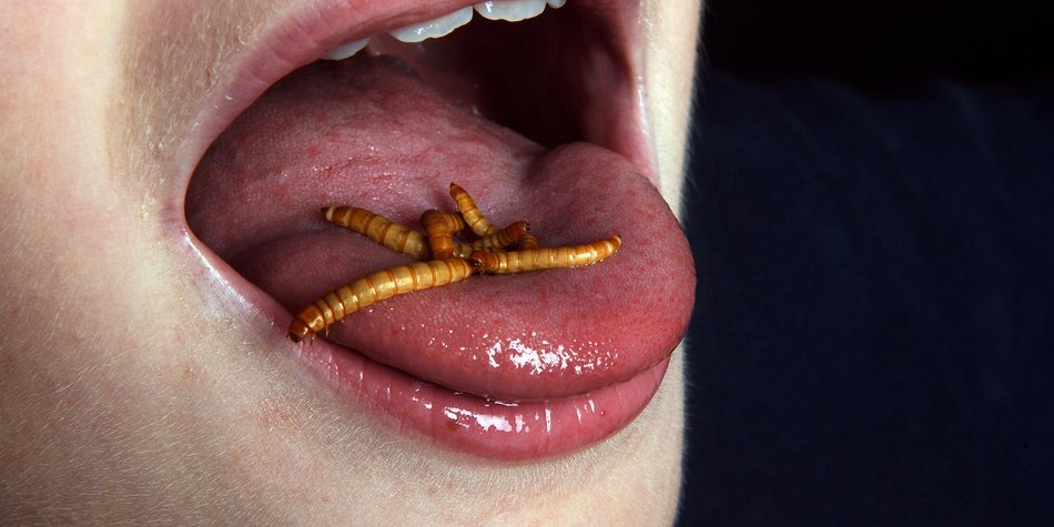 Insekten essen als gesunde Proteinquelle? Insekten essen als gesunde Proteinquelle?