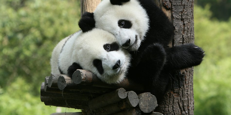 Ist das Panda-Syndrom eine Gefahr für Paare? Ist das Panda-Syndrom eine Gefahr für Paare?