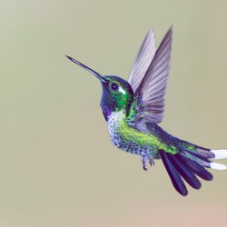 Kolibri-Tattoo: Bedeutung und Bilder zum Motiv