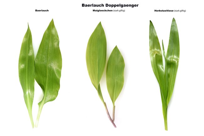 Bärlauch (links), Maiglöckchen (mitte) und Herbstzeitlose (rechts) Bärlauch (links), Maiglöckchen (mitte) und Herbstzeitlose (rechts)