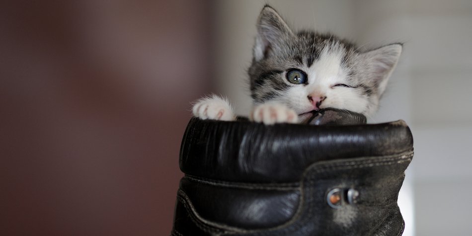 Krass: Diese Marke verkauft Katzenfell-Schuhe Krass: Diese Marke verkauft Katzenfell-Schuhe