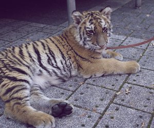 Neuer Onlineshop WYLD verkauft exotische Tiere wie Tiger und Löwen