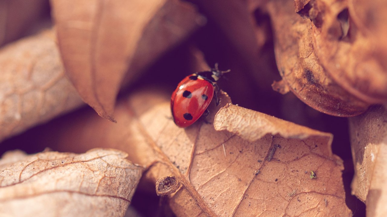 Marienkäfer Marienkäfer