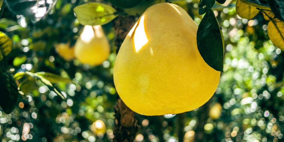 So kannst du schnell und einfach die Pomelo schneiden So kannst du schnell und einfach die Pomelo schneiden