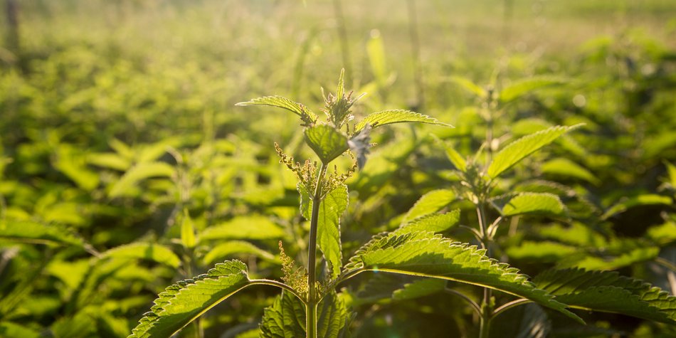 Brennnesselsamen ernten: Mit diesen Tipps geht es ganz einfach Brennnesselsamen ernten: Mit diesen Tipps geht es ganz einfach