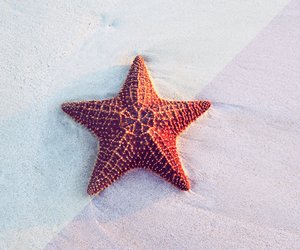 Seestern-Tattoo: Schöne Vorlagen für den gefallenen Stern