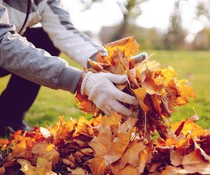 Herbstlaub nicht wegwerfen! So kannst du es sinnvoll nutzen