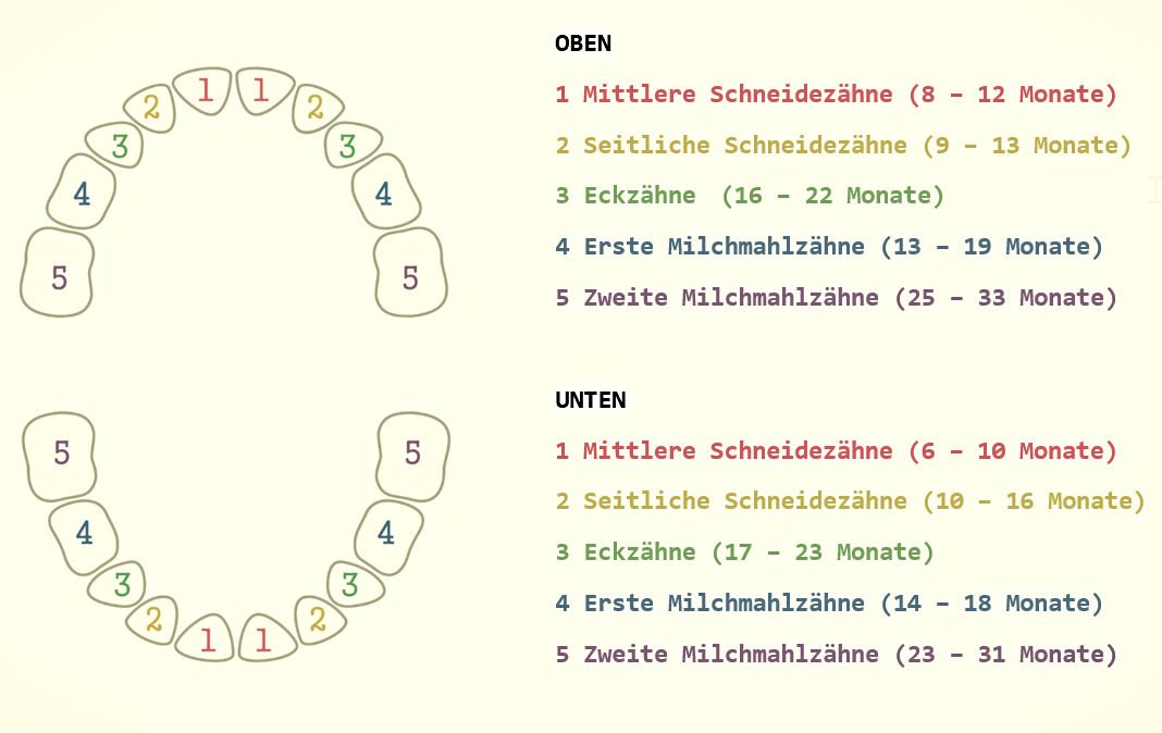 Reihenfolge Wann kommen ersten Zähne beim Baby