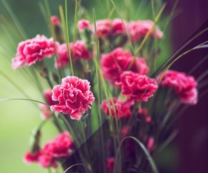 Nelke Bedeutung: Ist die schöne Blume ein Symbol der Liebe?