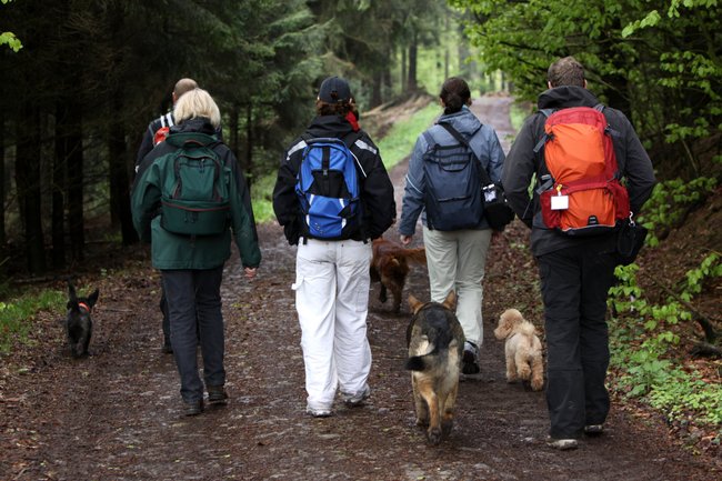 Hunde beim Spazierengehen. Hunde beim Spazierengehen.