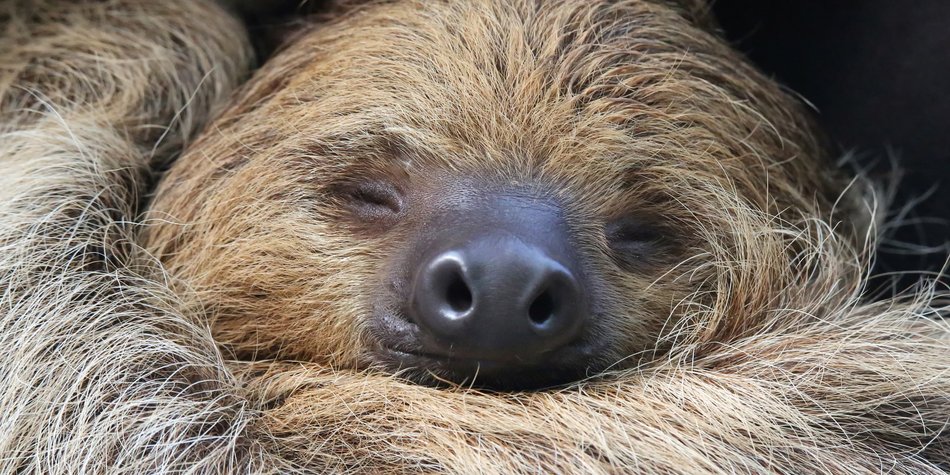 Diese 3 Sternzeichen sind tierisch faul Diese 3 Sternzeichen sind tierisch faul