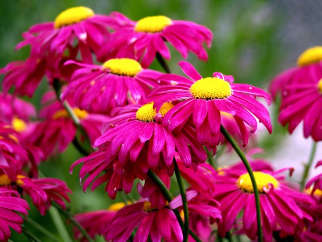 Pinke Margerite Pinke Margerite