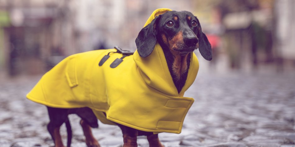Hundstage 2021: Trifft die Bauernregel dieses Jahr nicht zu? Hundstage 2021: Trifft die Bauernregel dieses Jahr nicht zu?