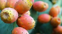 Gesunde Kaktusfeige: Welche Nährstoffe enthält die exotische Frucht?