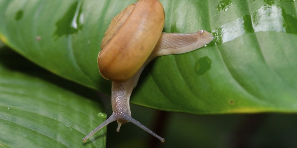 Schneckenschleim als Beauty-Mittel?! Schneckenschleim als Beauty-Mittel?!