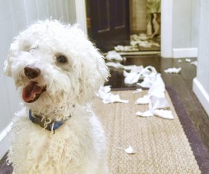 Dog-Shaming: Wenn Hunde mal Mist bauen...