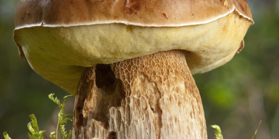 Steinpilze richtig zubereiten & genießen Steinpilze richtig zubereiten & genießen