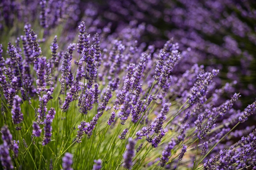 Lavendel Lavendel