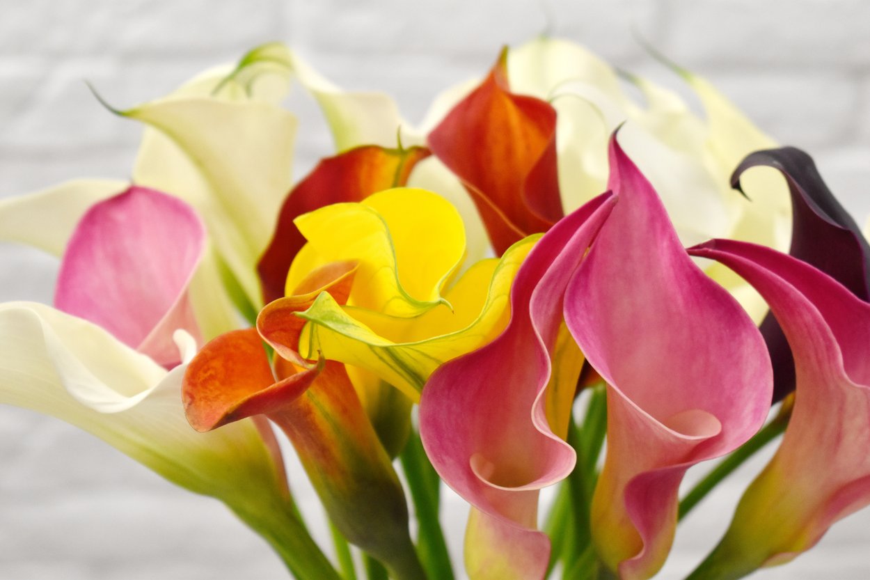 Calla Bedeutung: Die Farben der Calla Calla Bedeutung: Die Farben der Calla