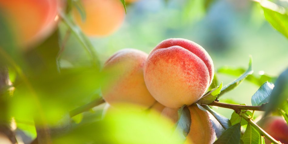 Kalorien von Pfirsich: Was steckt im runden Obst? Kalorien von Pfirsich: Was steckt im runden Obst?