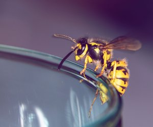 Wespen töten: So hoch kann das Bußgeld werden!
