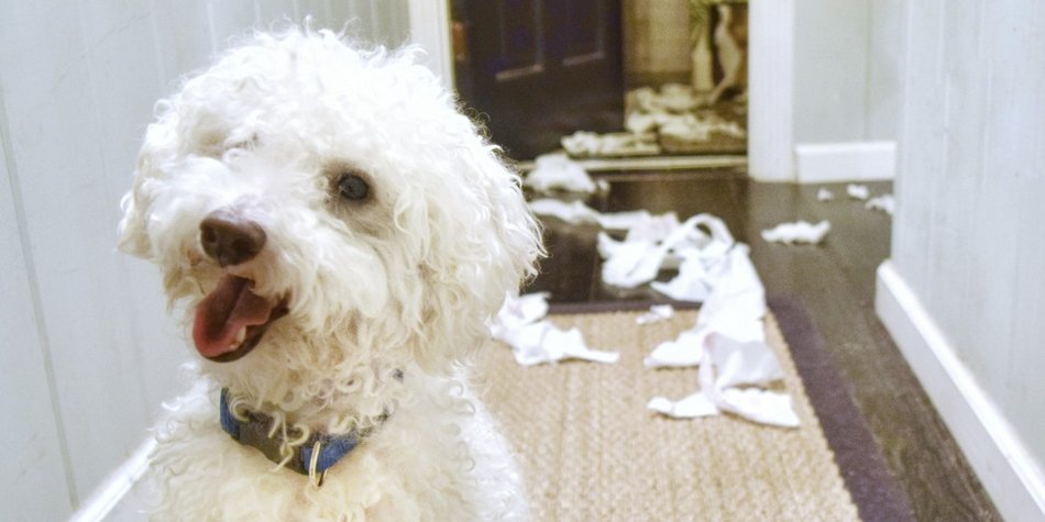 Dog-Shaming: Wenn Hunde mal Mist bauen... Dog-Shaming: Wenn Hunde mal Mist bauen...