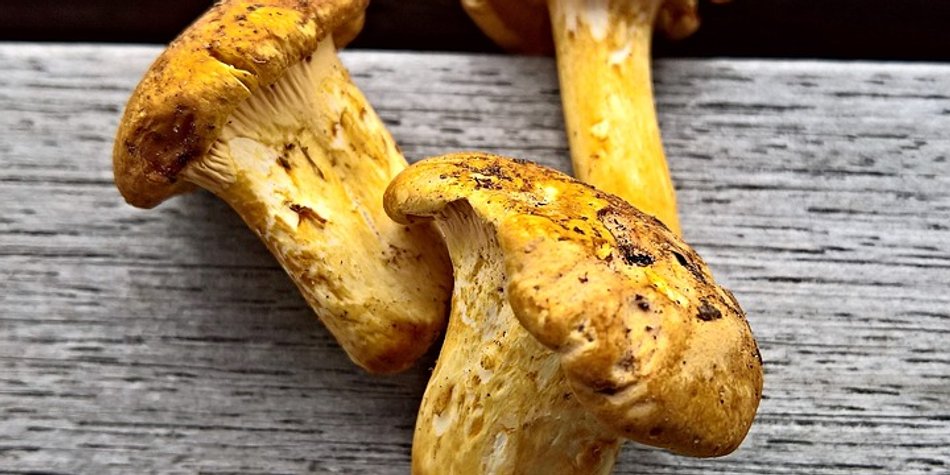 Aromatischer Edelpilz: Wie gesund sind Pfifferlinge ? Aromatischer Edelpilz: Wie gesund sind Pfifferlinge ?
