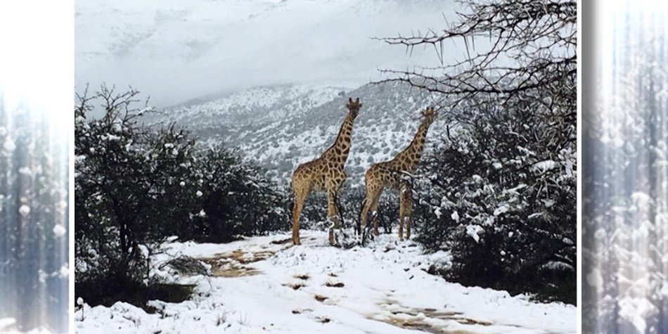Wintereinbruch in Afrika: Giraffen stapfen durch Schnee Wintereinbruch in Afrika: Giraffen stapfen durch Schnee