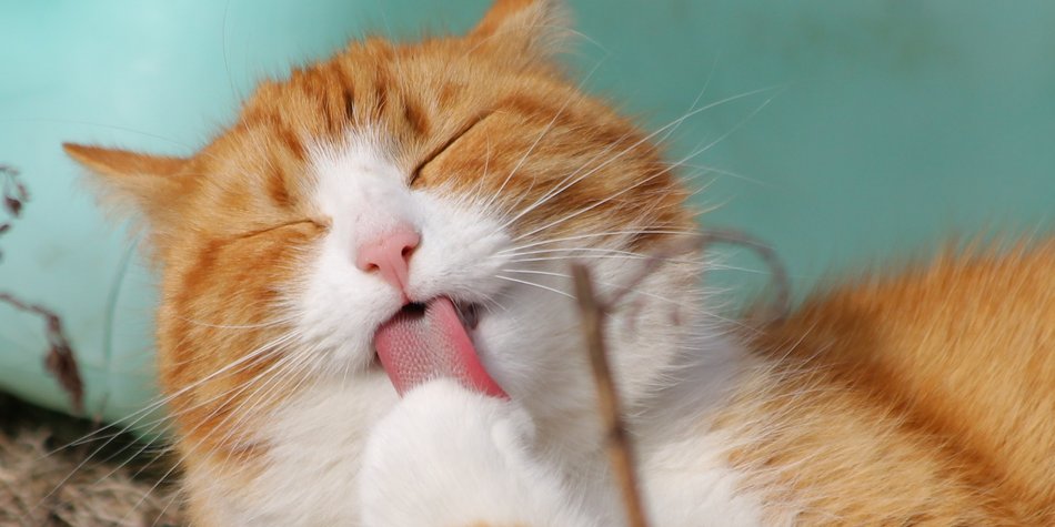 Katzen machen Menstruationsschmerzen schlimmer Katzen machen Menstruationsschmerzen schlimmer