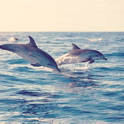 Delfin-Tattoo: Bedeutung und Motiv-Ideen