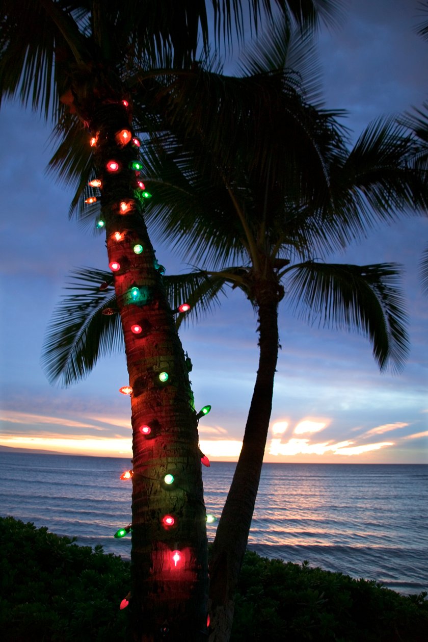 Palme Weihnachten Lichter Hawaii