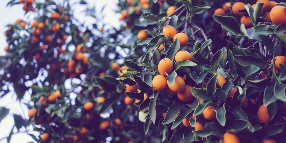 Wie gesund ist die Kumquat? Wie gesund ist die Kumquat?