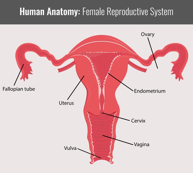 Das weibliche Reproduktionssystem