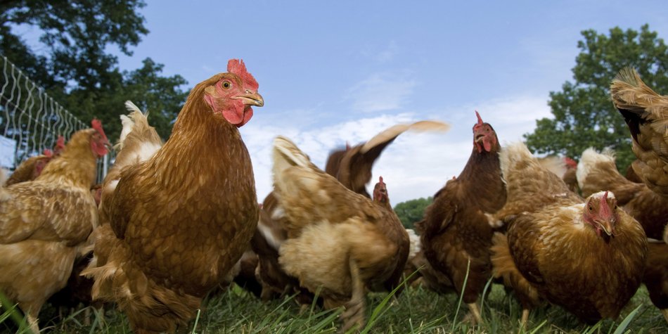 Vogelgrippe: Die Stallpflicht wird gelockert Vogelgrippe: Die Stallpflicht wird gelockert