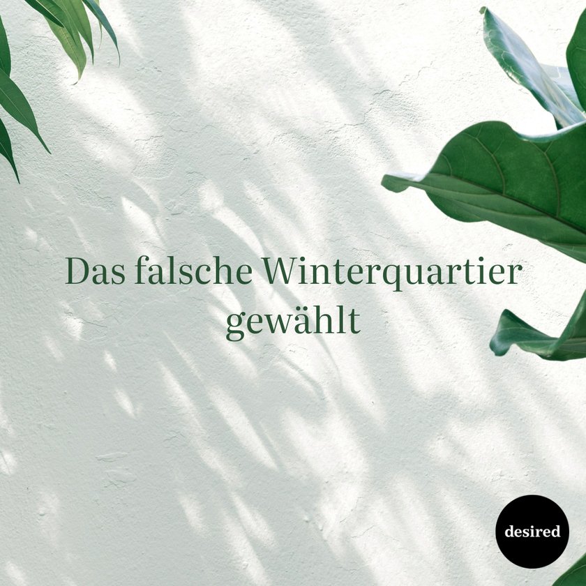 Fehler beim Überwintern von Kübelpflanzen Fehler beim Überwintern von Kübelpflanzen