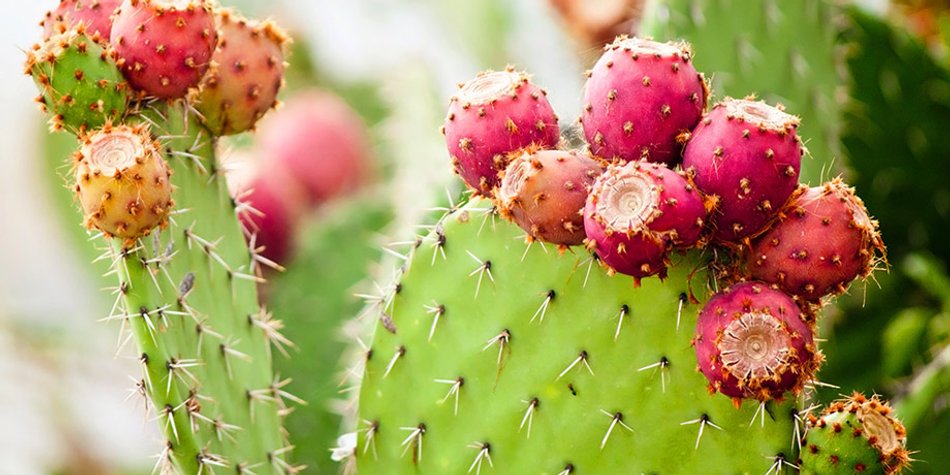 Superdrink Kaktuswasser: Das exotische It-Getränk für Gesundheit und Schönheit Superdrink Kaktuswasser: Das exotische It-Getränk für Gesundheit und Schönheit