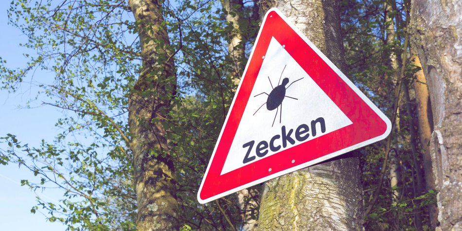Zeckenimpfung: Alles über Wirkung, Ablauf und Nebenwirkungen Zeckenimpfung: Alles über Wirkung, Ablauf und Nebenwirkungen