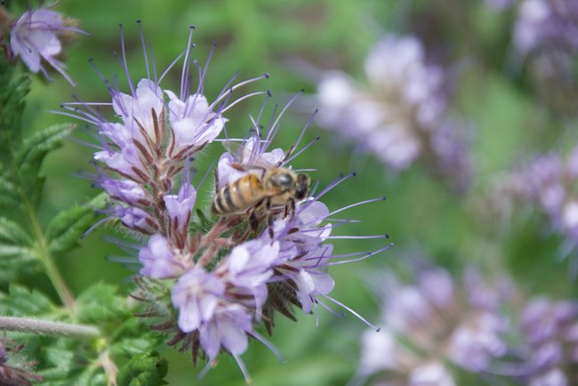 Phacelia, die Bienenweide schlechthin Phacelia, die Bienenweide schlechthin