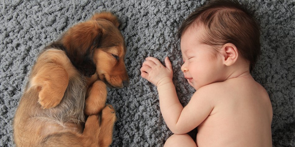 Hunde sind gesund für ungeborene Babys Hunde sind gesund für ungeborene Babys