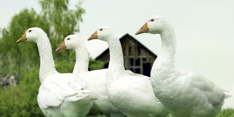 Vogelgrippe: Blitzverordnung schützt Verbraucher Vogelgrippe: Blitzverordnung schützt Verbraucher